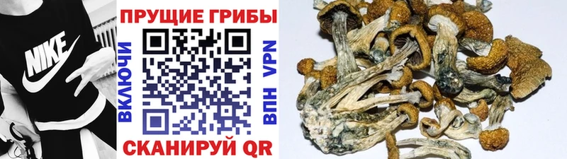 Галлюциногенные грибы GOLDEN TEACHER  Мариинск 